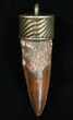 Real Spinosaurus Tooth Pendant - Dinosaur Tooth #11691-2